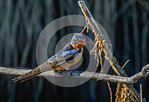 A Barn Swallow Gathering Nesting Materials