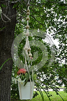 Beautiful basket flower pot hanging on the tree in the garden in the summer