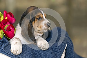 Beautiful Basset hound puppy with sad eyes sitting in a baske
