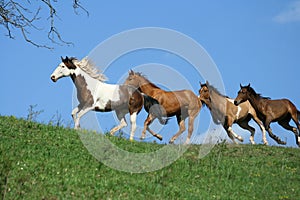 Beautiful batch of horses running on horizon