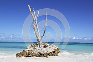 The beautiful Bavaro Beach in Punta Cana, Dominican Republic photo