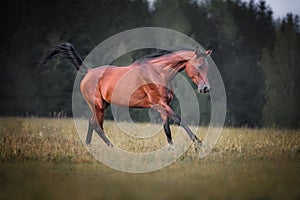 Beautiful bay arabian horse running free.