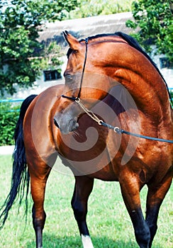 Beautiful bay arabian stallion