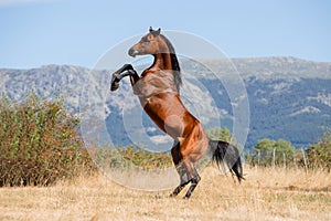 Beautiful bay arabian stallion doing levade in freedom