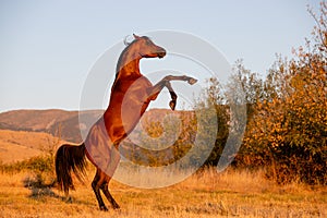 Beautiful bay arabian stallion doing levade in freedom