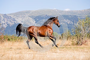 Beautiful bay arabian stallion galloping free