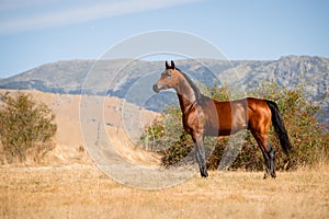 Beautiful bay arabian stallion standing free