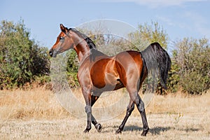Beautiful arabian stallion walking free