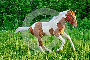 Beautiful bay foal run gallop on spring green pasture