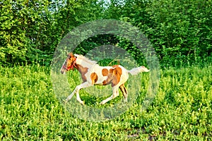 Beautiful bay foal run gallop on spring green pasture