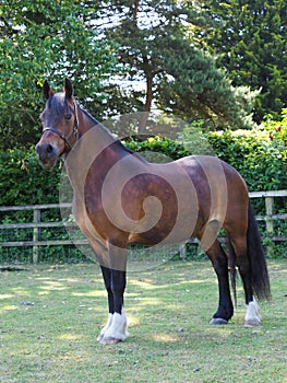 Beautiful Bay Horse