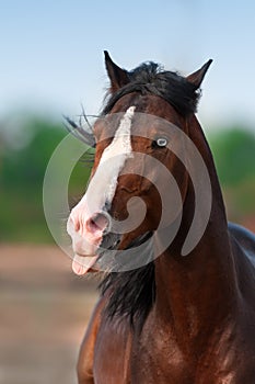 Beautiful bay horse