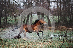 Beautiful bay horse apples with a long mane galloping through the water. Horse runs lifting spray