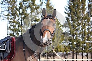 Beautiful bay horse with bridle portrait