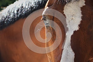 A beautiful bay horse with funny blaze