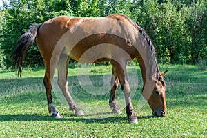 Beautiful bay horse grazing in pasture. Brown mare eating green grass.