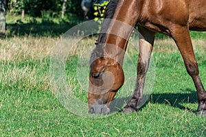 Beautiful bay horse grazing in pasture. Brown mare eating green grass.