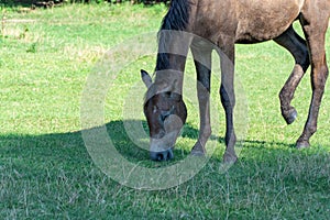 Beautiful bay horse grazing in pasture. Brown mare eating green grass.