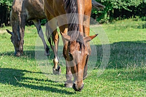 Beautiful bay horse grazing in pasture. Brown mare eating green grass.