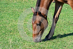 Beautiful bay horse grazing in pasture. Brown mare eating green grass.