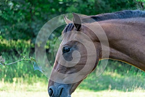 Beautiful bay horse grazing in pasture. Brown mare eating green grass.