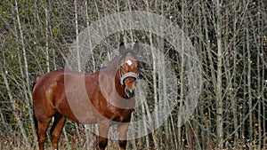 A beautiful bay horse is grazing on a pasture. A brown stallion eats green grass. Adult male equus caballus with black