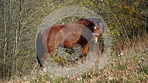 A beautiful bay horse is grazing on a pasture. A brown stallion eats green grass. Adult male equus caballus with black