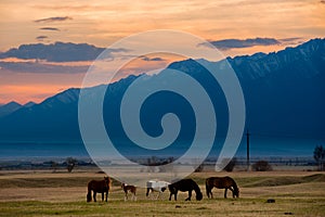 Beautiful bay horse herd grazes in the mountains at sunset, amazing hipster sunny natural background