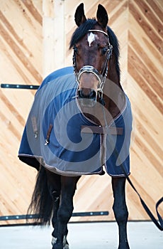 Beautiful bay horse in horse-cover