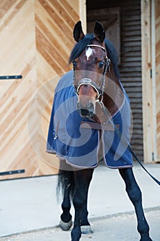 Beautiful bay horse in horse-cover against stable gate