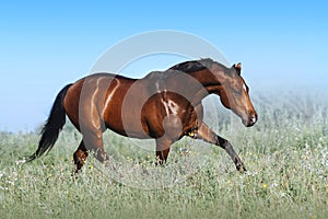 A beautiful bay horse jumps in a field against a blue sky.