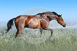 A beautiful bay horse jumps in a field against a blue sky.