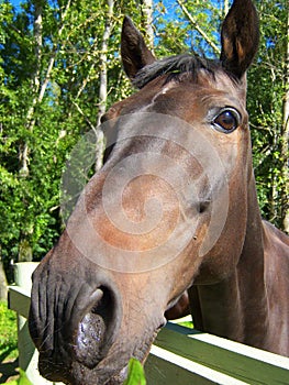 A beautiful Bay horse,  photo portrait FAS photo