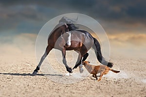 Beautiful bay horse play with dog photo