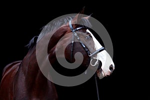 Beautiful bay horse portrait on black background