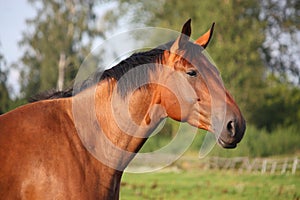 Beautiful bay horse portrait in summer