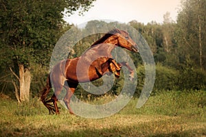 Beautiful bay horse rearing up