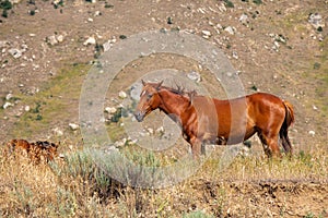 A beautiful bay horse of red color grazes in the mountains in summer.