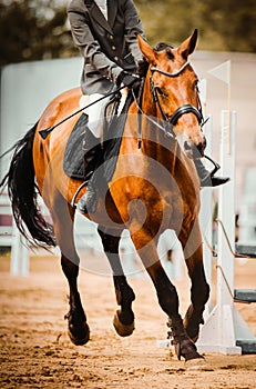 A beautiful bay horse with a rider in the saddle is galloping around the arena at a show jumping competition. Equestrian sports