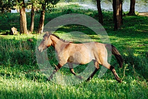 Beautiful bay horse running on the field