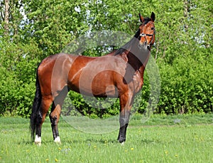 Beautiful bay horse walks in farm