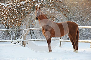 Beautiful bay horse walks in winter farm