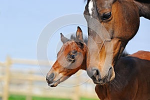 Beautiful bay newborn foal with mother