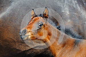 Beautiful bay newborn foal.Portrait