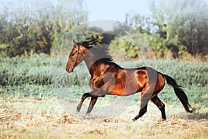 Beautiful bay stallion with long mane galloping.