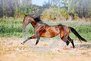 Beautiful bay stallion with long mane galloping.
