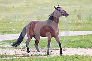 Beautiful bay stallion Thoroughbred breed