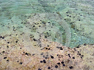 Beautiful beach Agios Nikolaos and sea urchins in the Corinthian Gulf of the Ionian sea in Greece on a cloudy autumn day