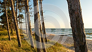 Beautiful beach on the Baltic Sea. Pine trunks in the foreground. Seaside grass and golden sands. Sunset. Spit on the lake Kopa