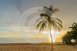 Beautiful beach with beige sand and, ocean, beige sunset sky with clouds and big palm tree. perfect tropical landscape